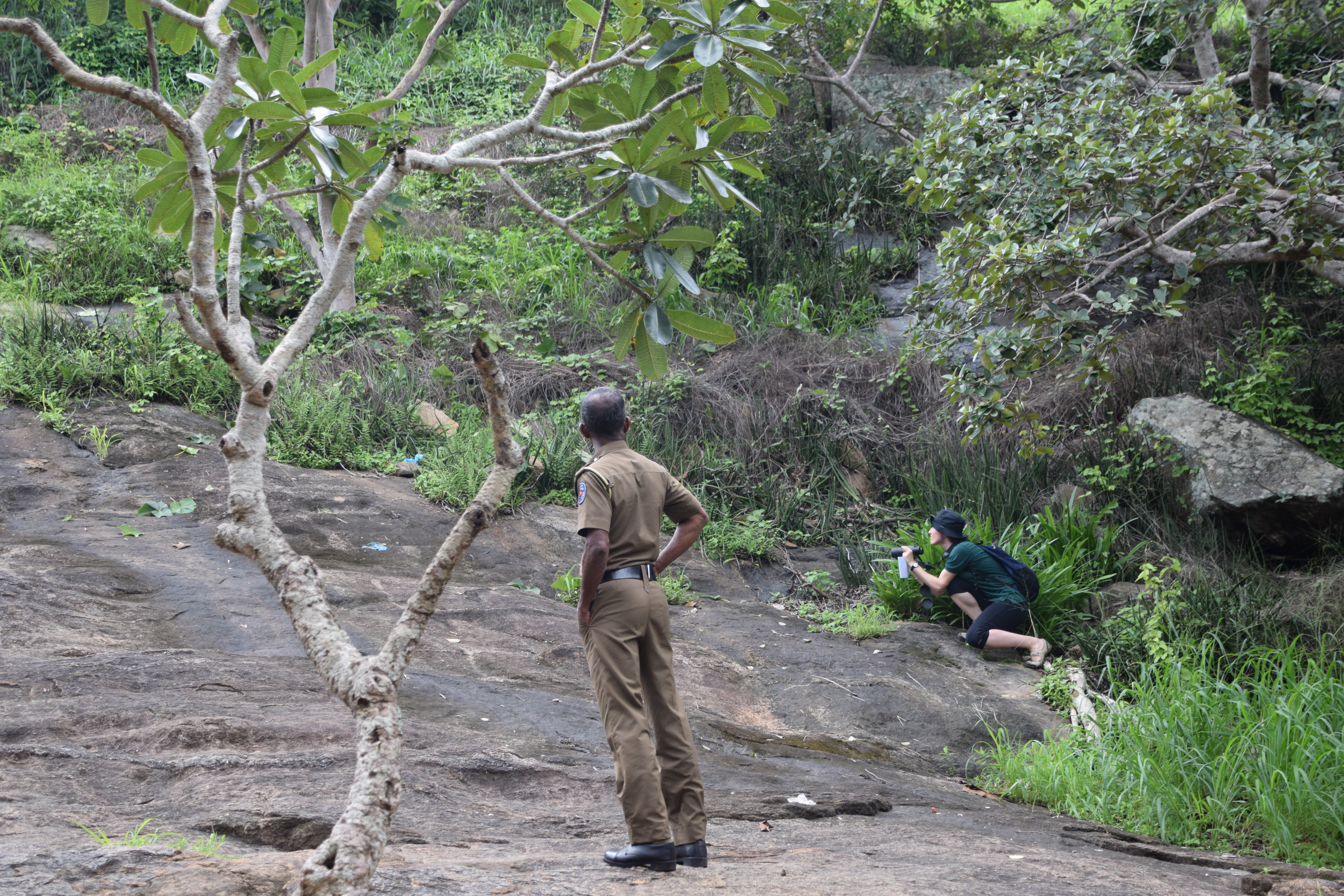 Langur and toque macaque observation. Mihinthale Park, Sri Lanka