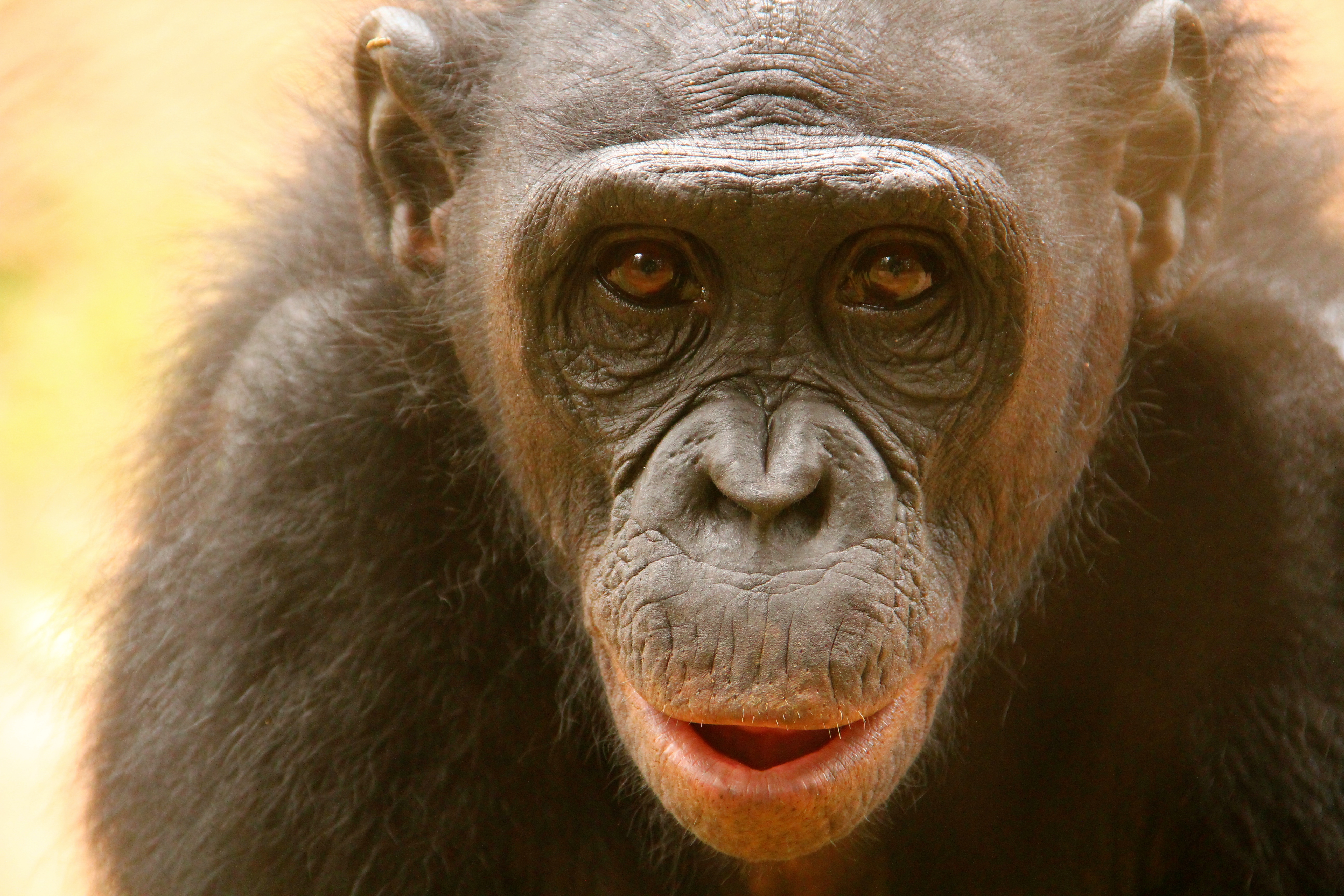 Bonobo at Lola ya Bonobo sanctuary, DRCongo