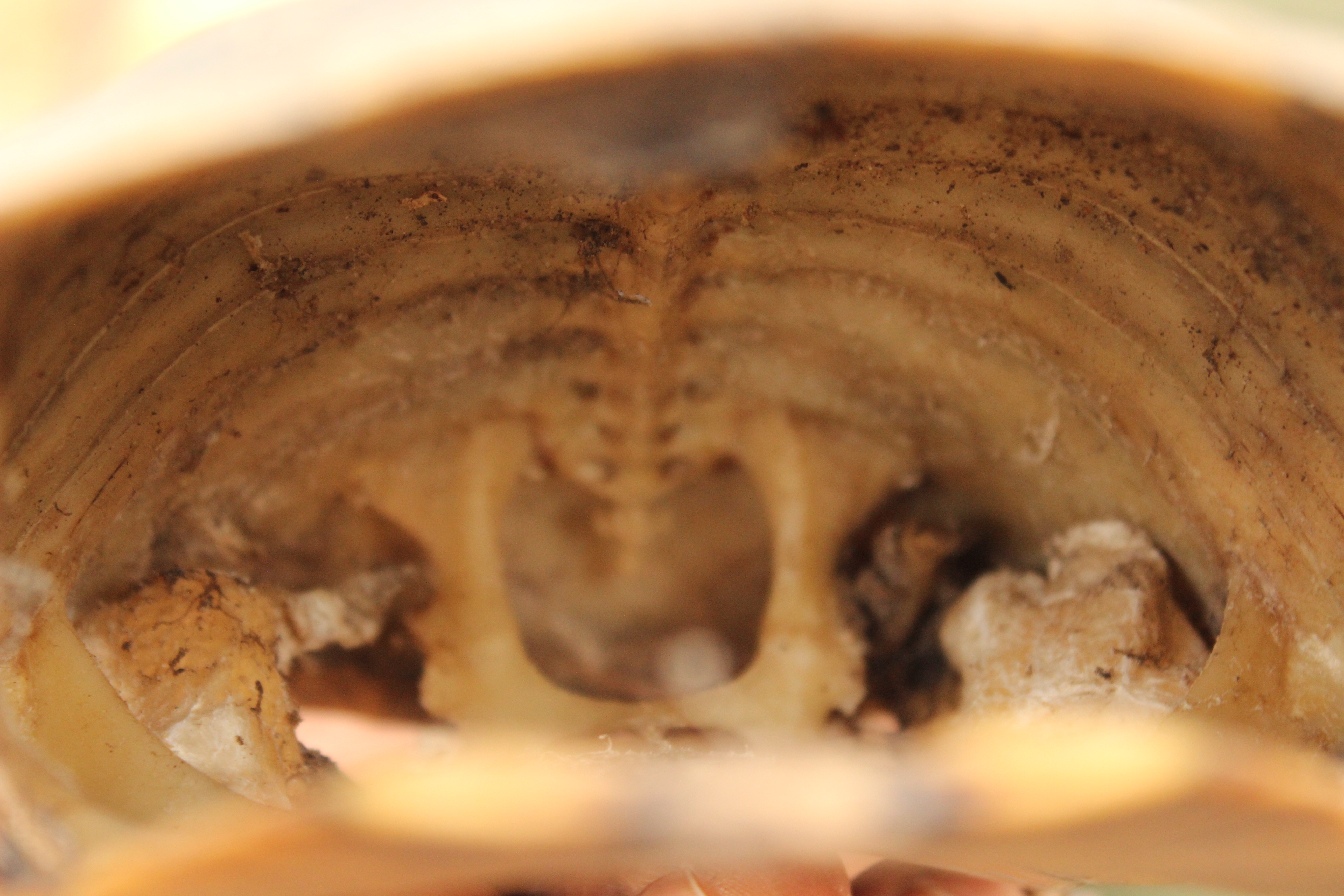 Inside a dead turtle's shell (Tanzania)