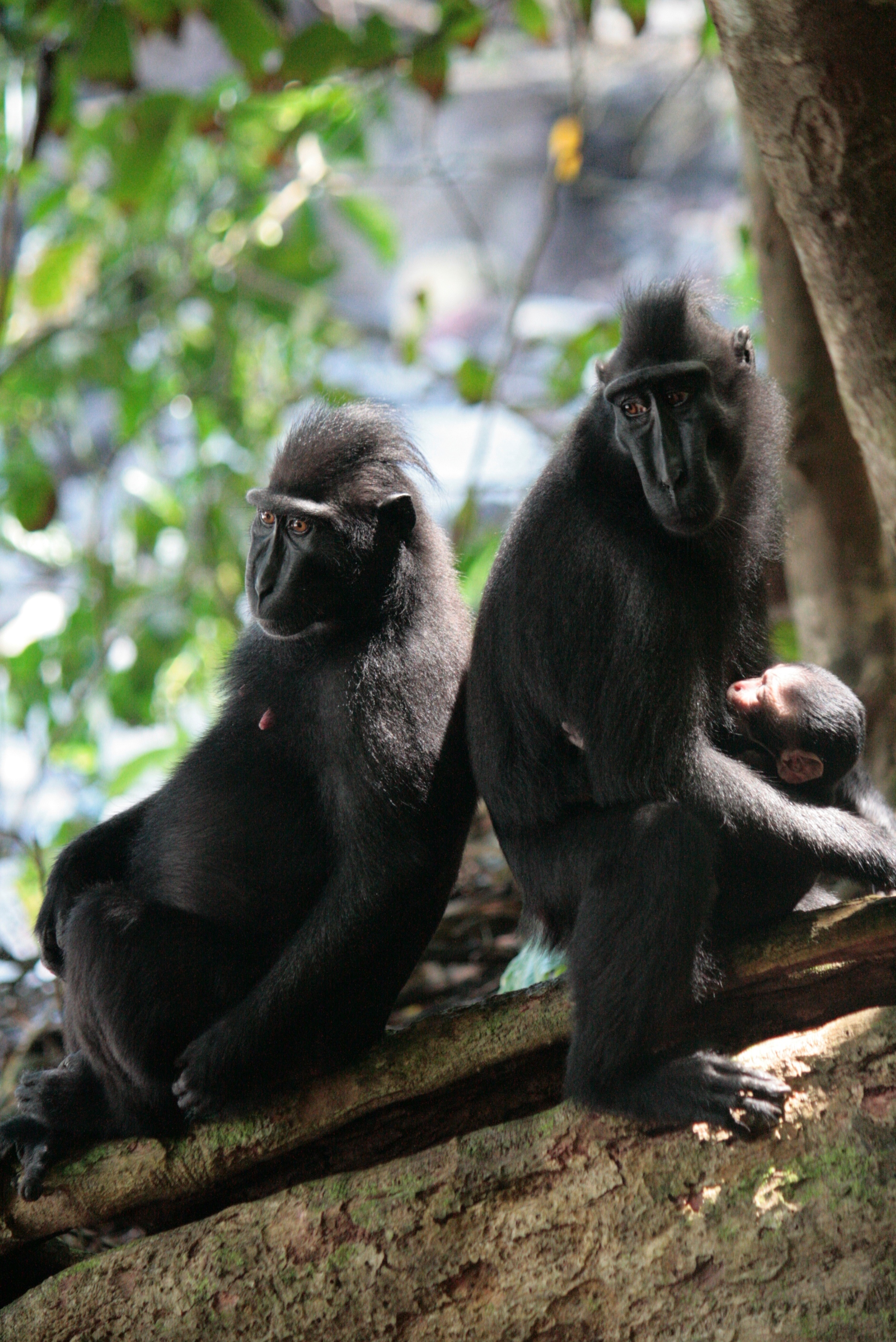 crested macaque family