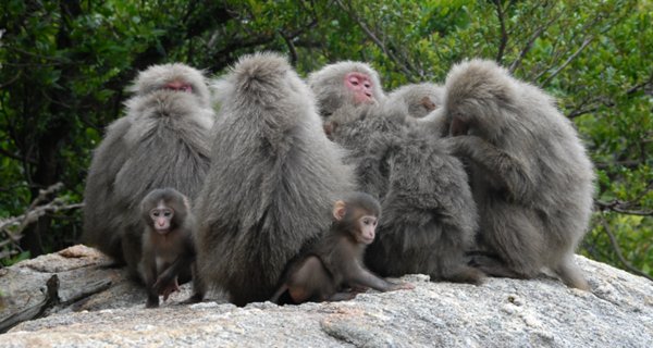 Japanese macaques on Yakushima in a grooming cluster