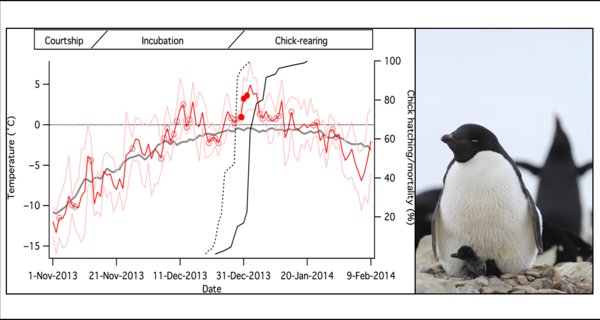 Antarctic Penguins Stymied by Extreme Climate Events