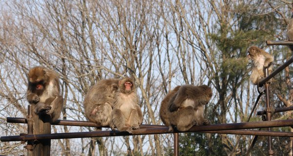 Japanese macaques at Kyoto University's Primate Research Institute
