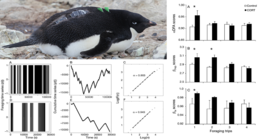 penguin with loggers to record diving activity