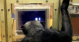 chimpanzee doing number task on touch panel computer