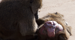 Consorting olive baboons
